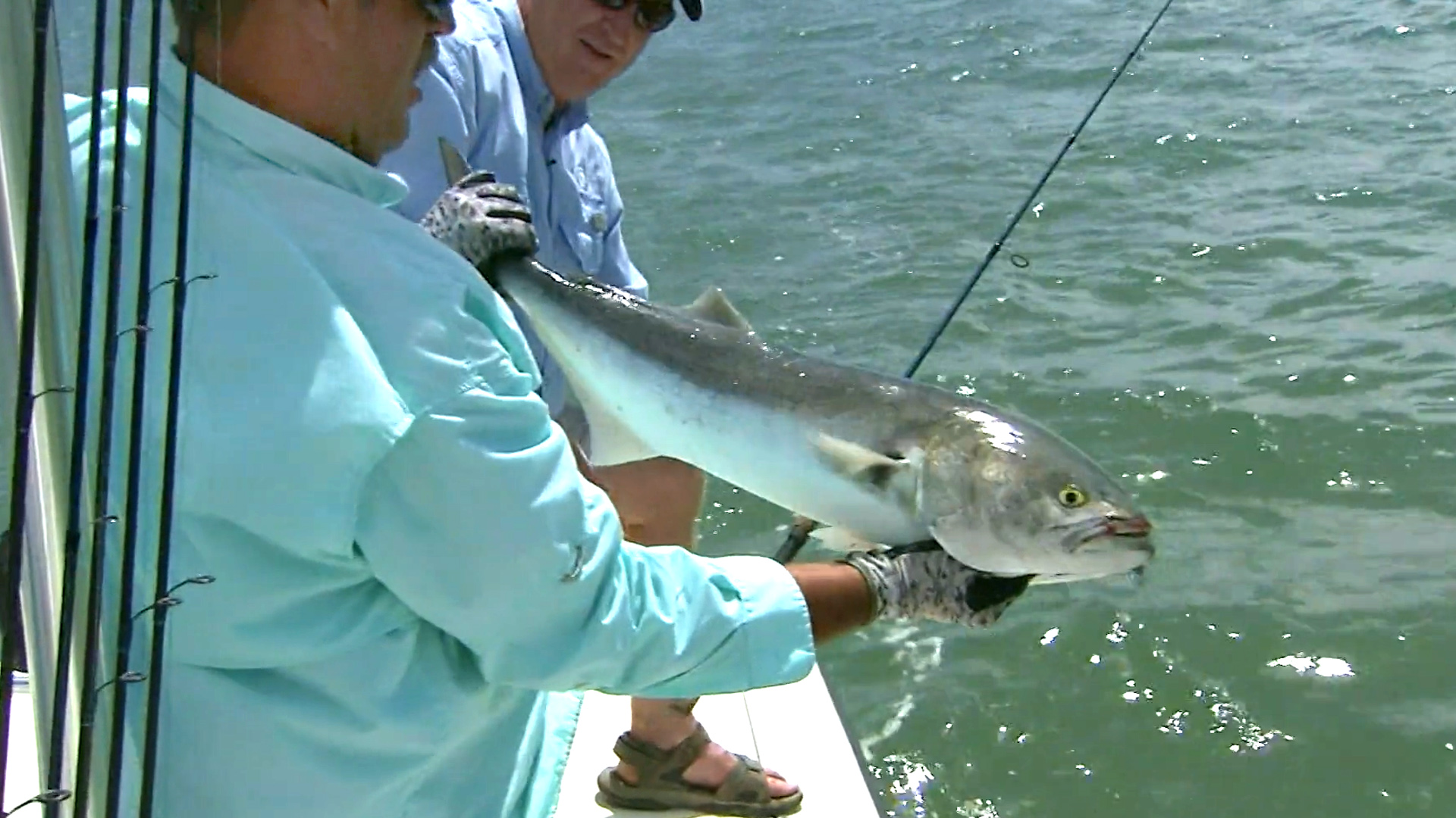 Bluefish on Top - Carolina Outdoor Journal - Fishing TV