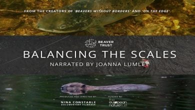 Balancing The Scales